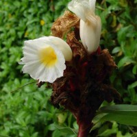 Hellenia speciosa (J.Koenig) S.R.Dutta